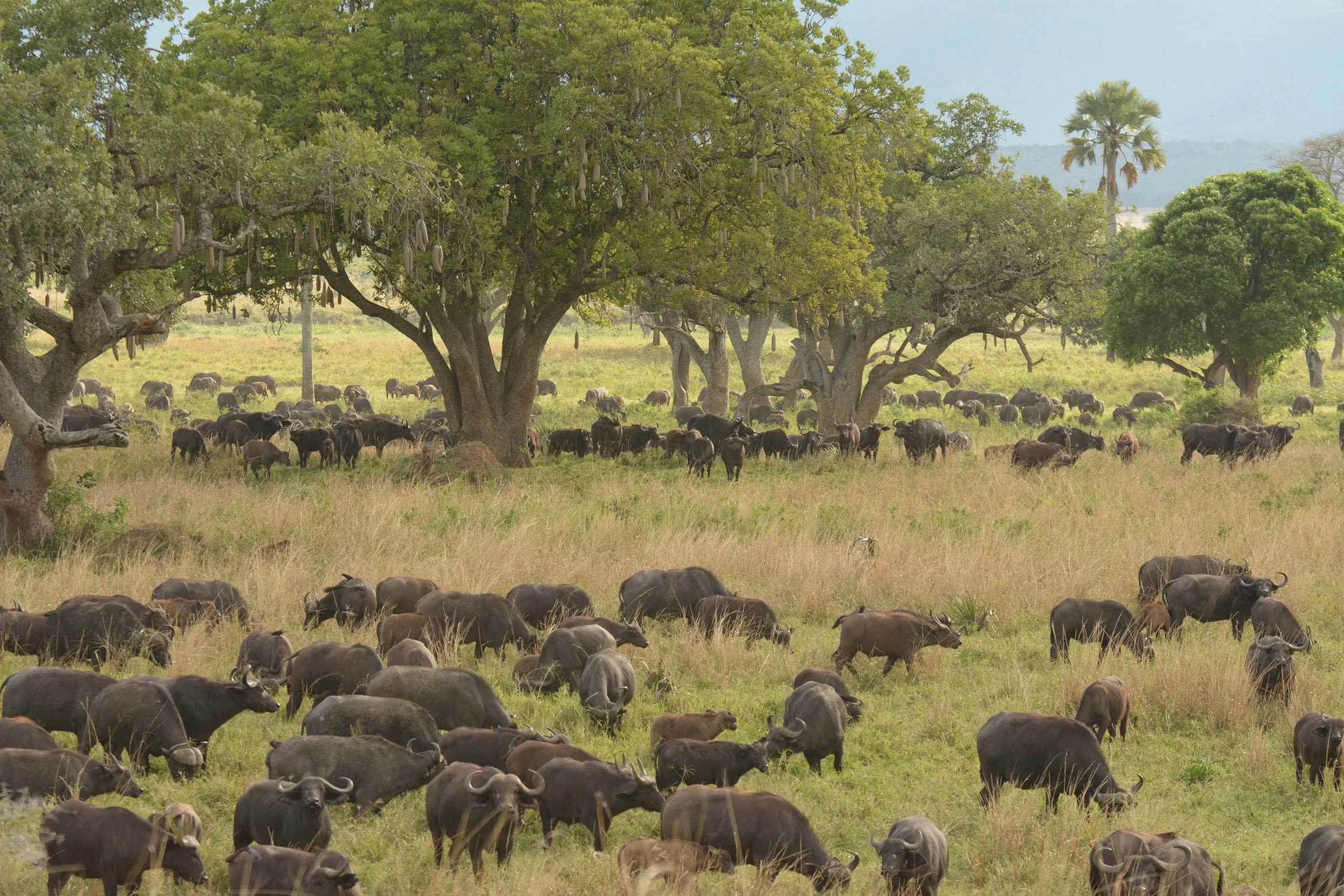 A herd of buffalo in the woodland