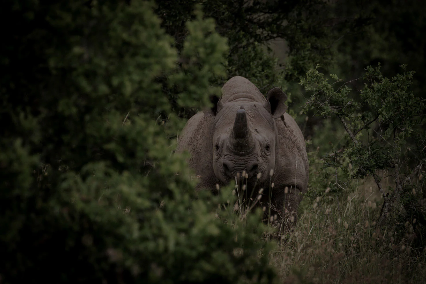 A rhino in the bush