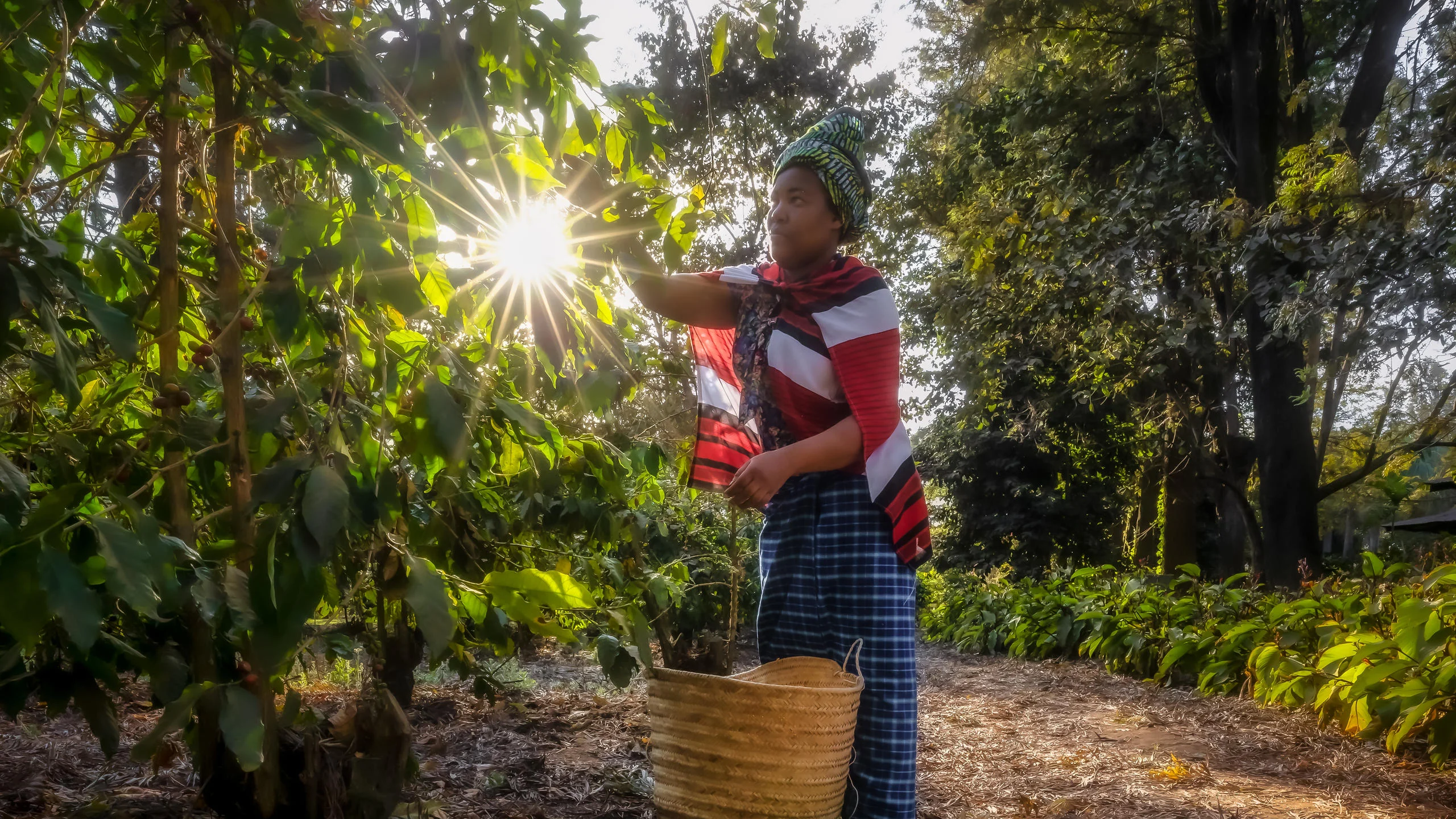 Picking coffee cherries on the plantation