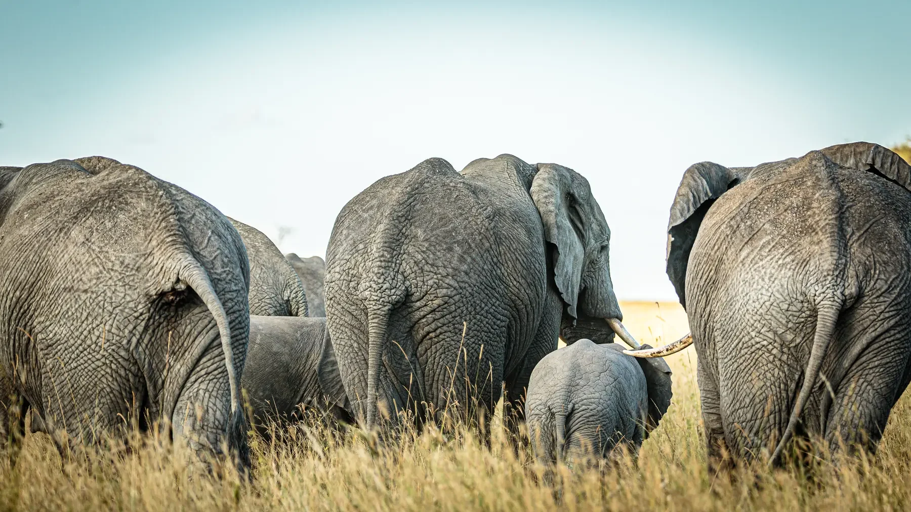 A herd of elephant, seen from behind, walking through long grass