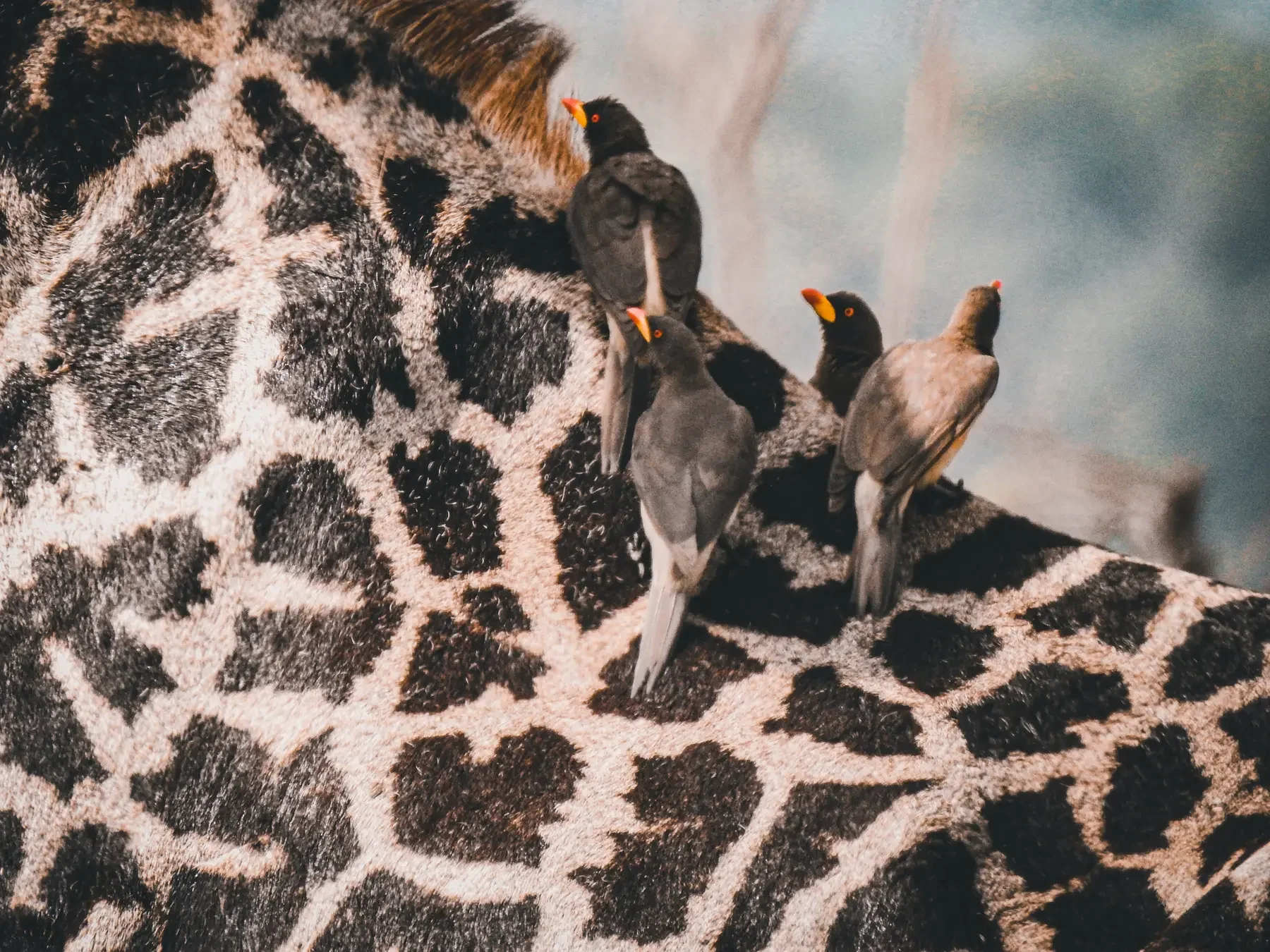 Oxpeckers on the hide of a giraffe