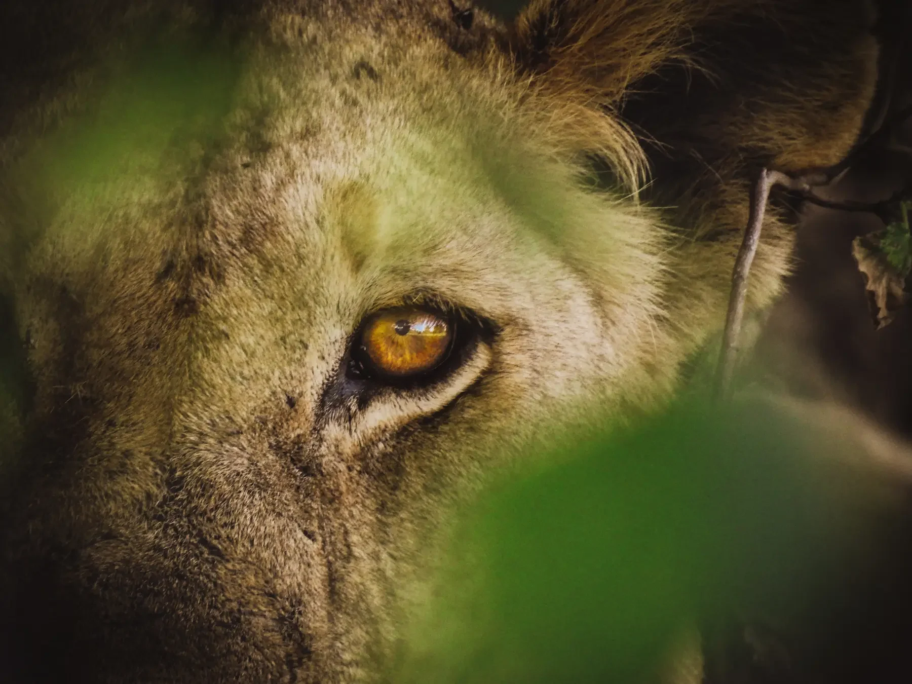 A lion's eye, seen through the leaves