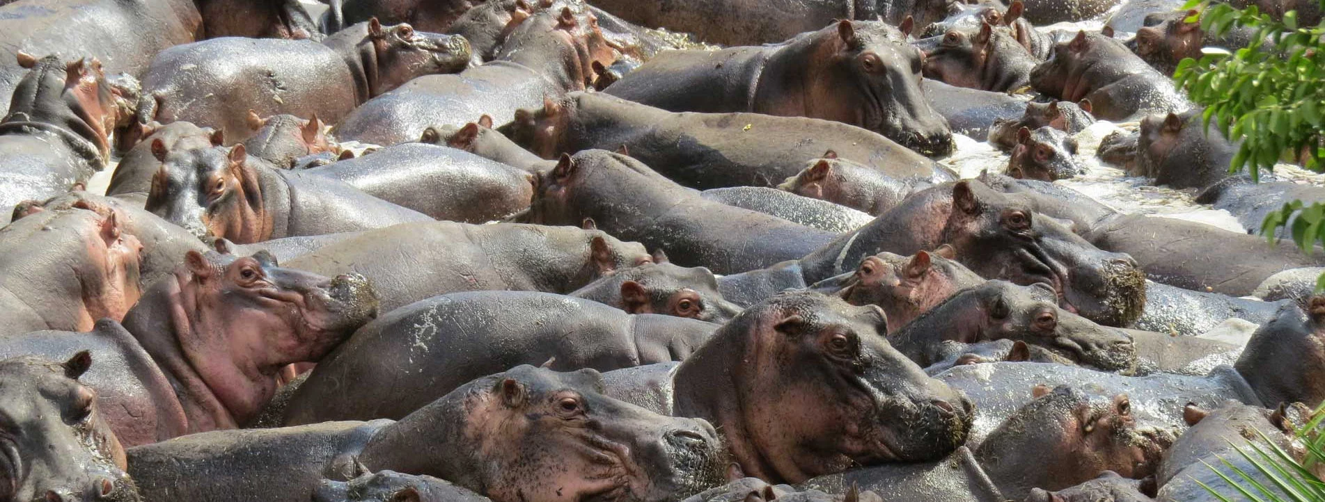A pod of hippo packed together in the water