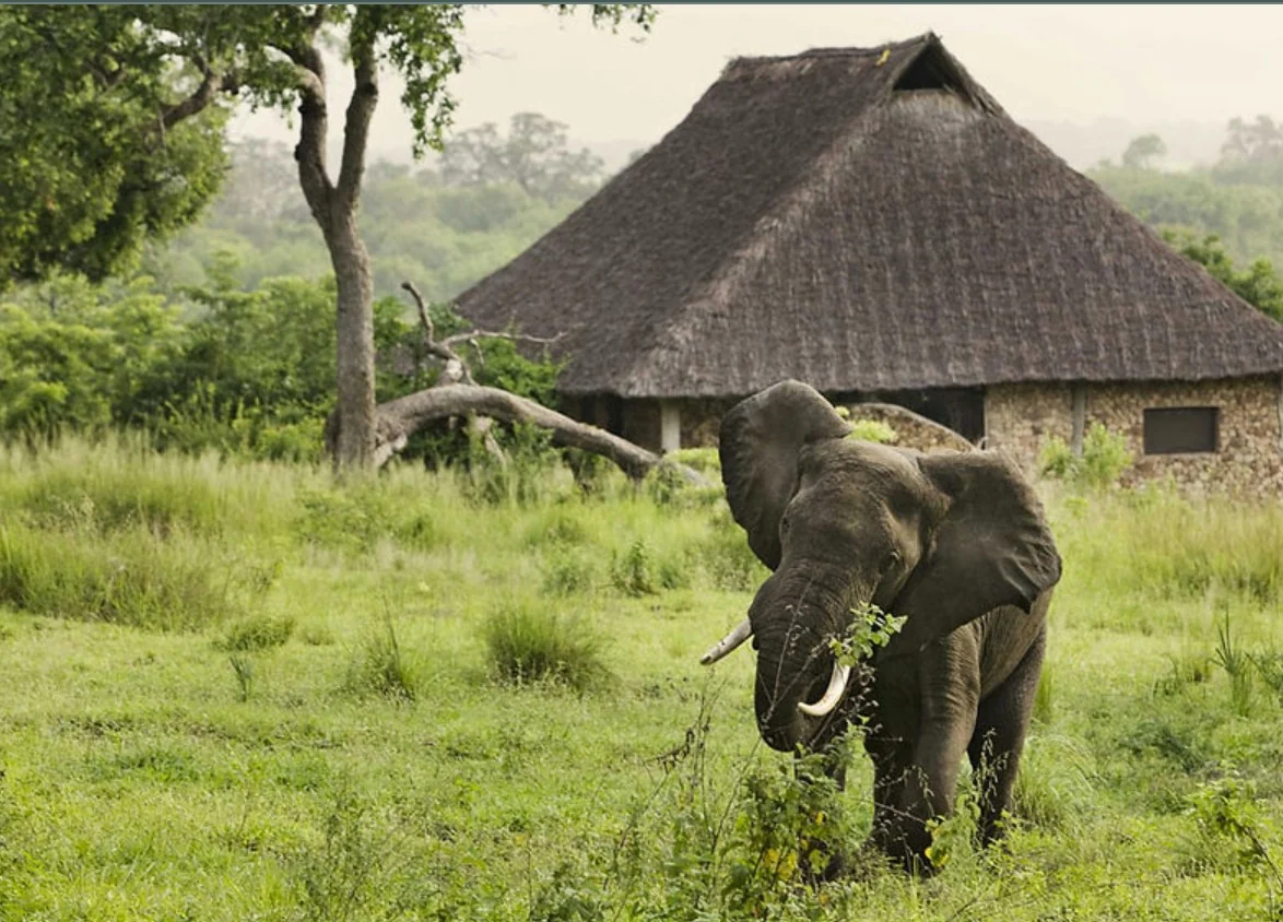 An elephant in front of a thatched banda