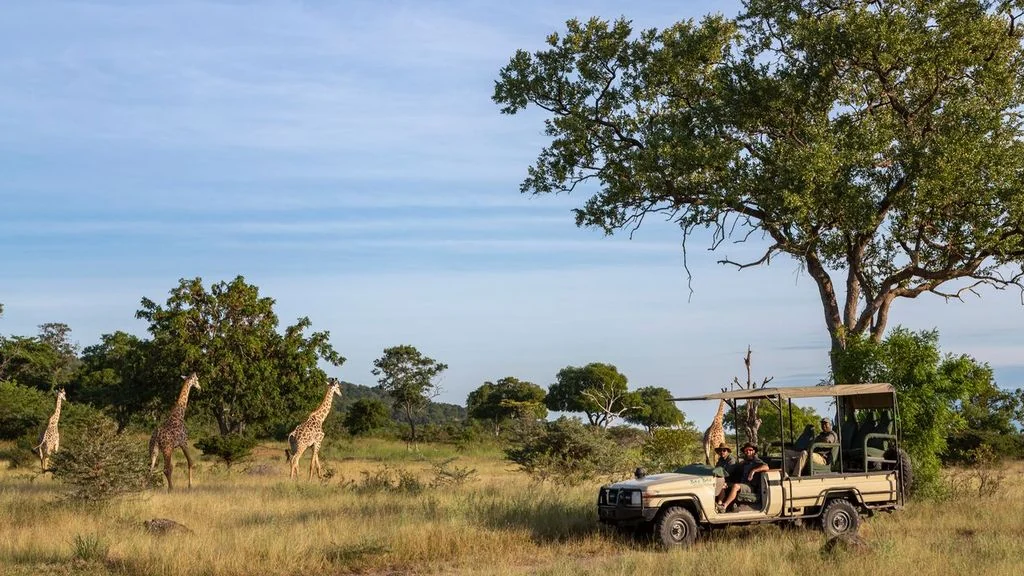 Giraffe near an open safari vehicle in the woodland