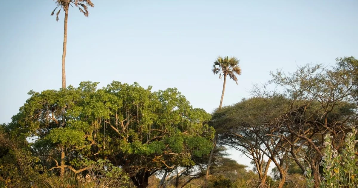 Palms and trees against the sky