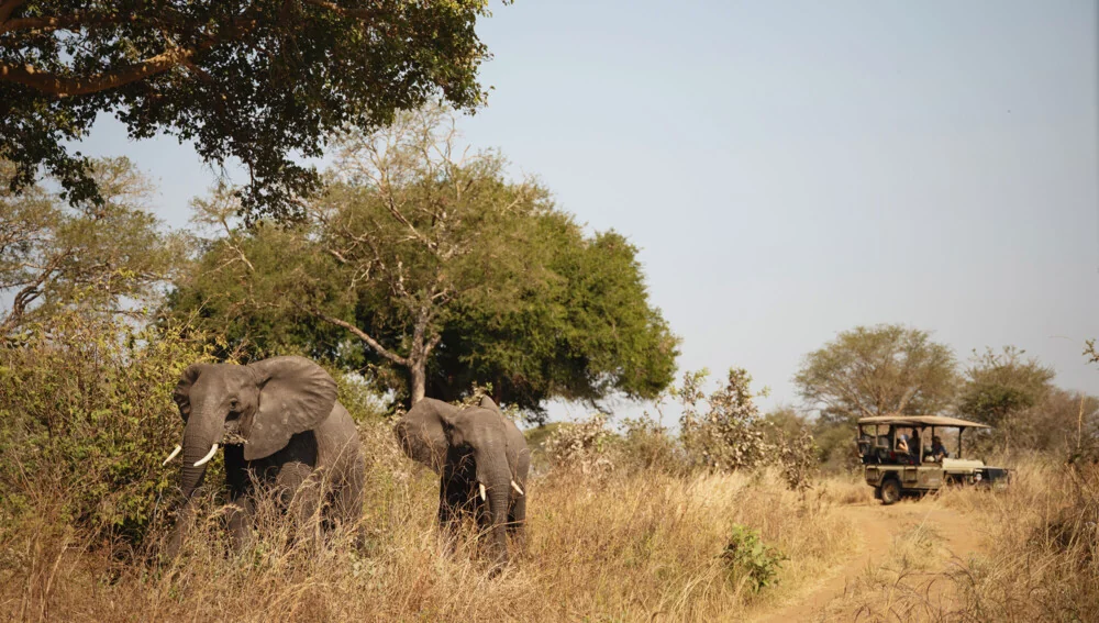 Elephant crossing in front of a safari vehicle