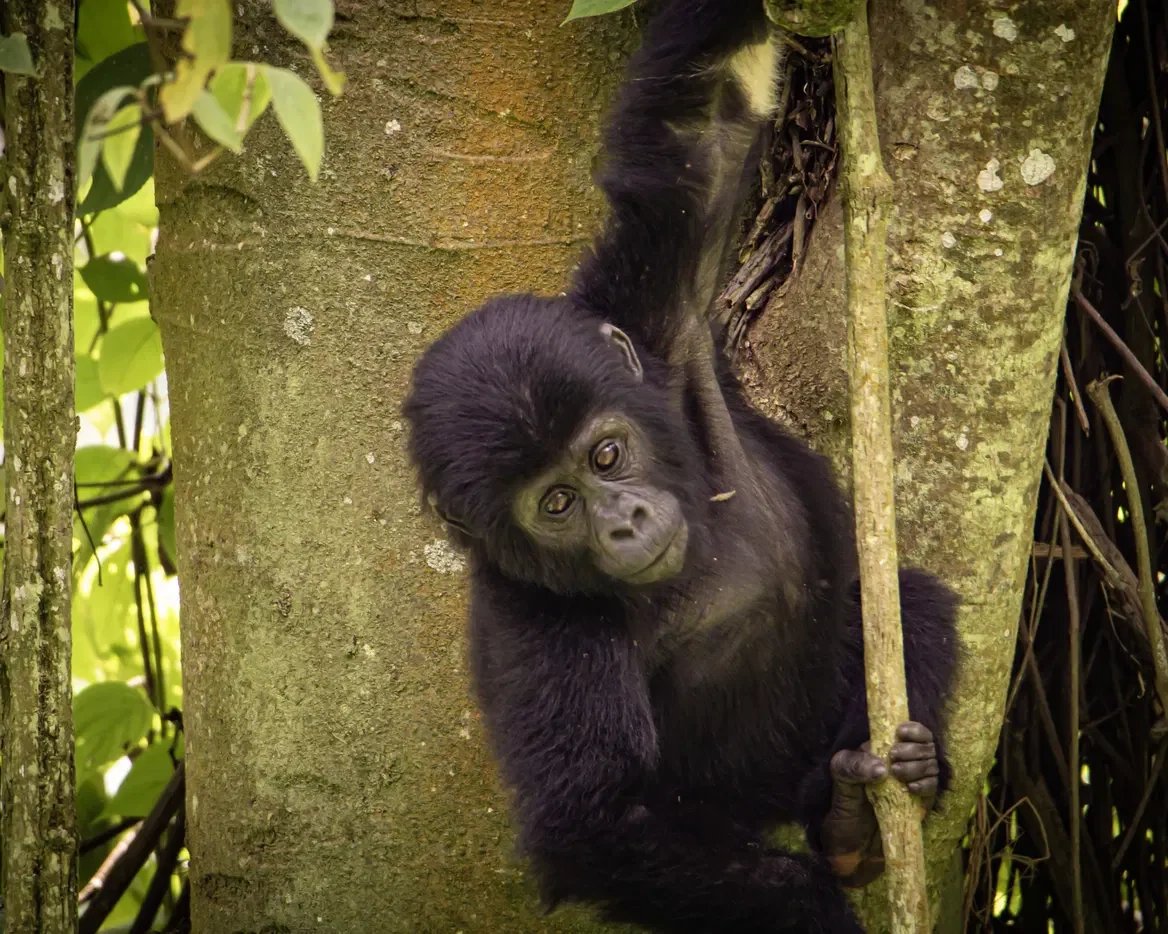A young mountain gorilla holding a tree