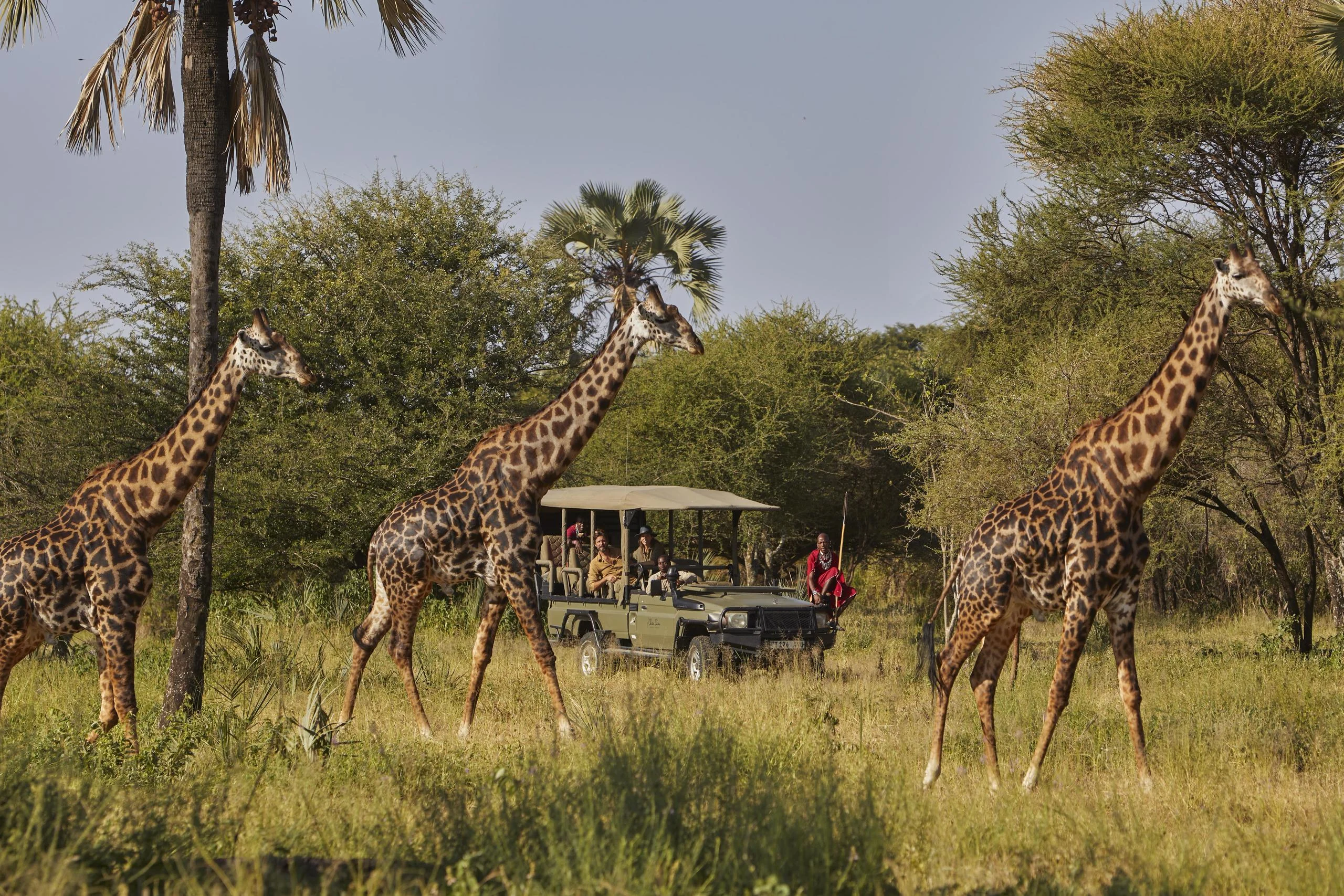 Giraffe walking past a safari vehicle