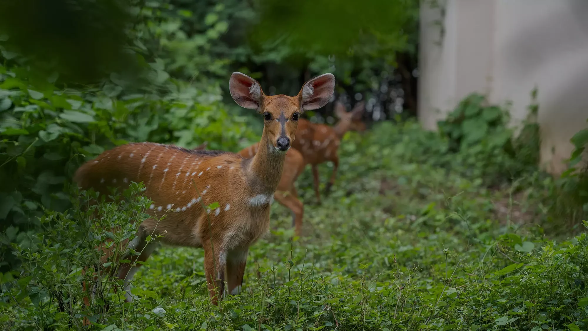 A bushbuck in the undergrowth