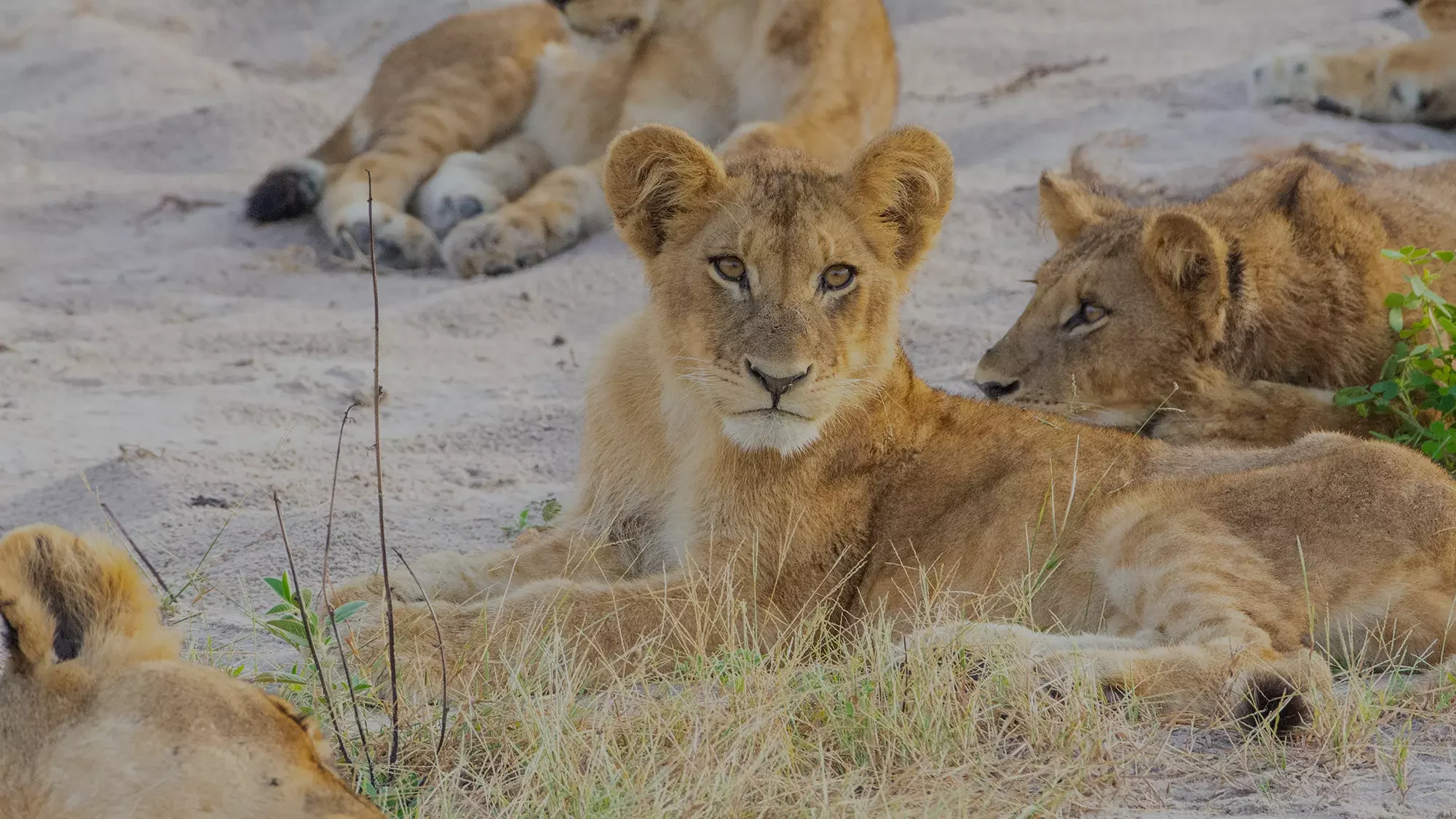 Lion cubs resting on the sand