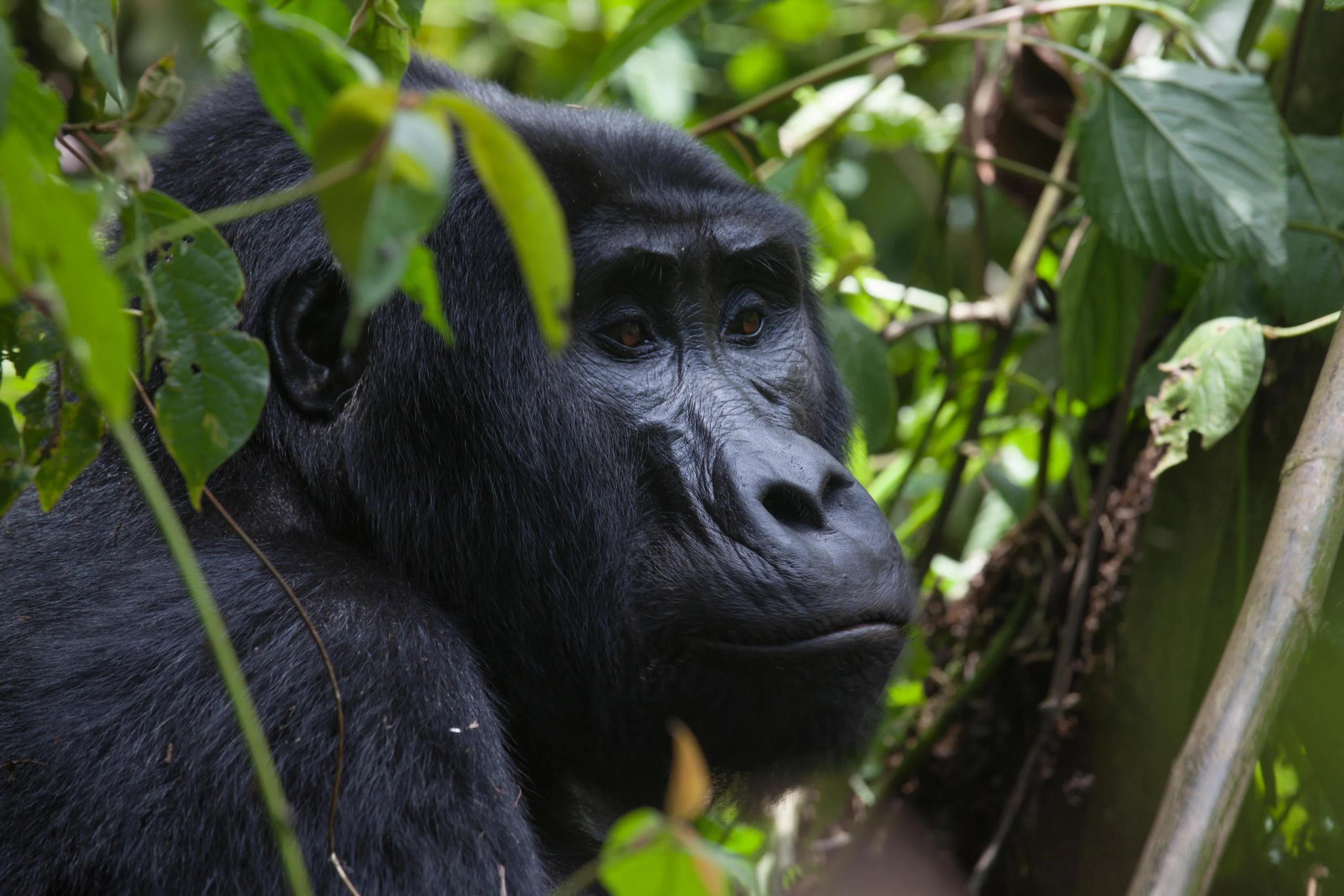 A mountain gorilla among the leaves