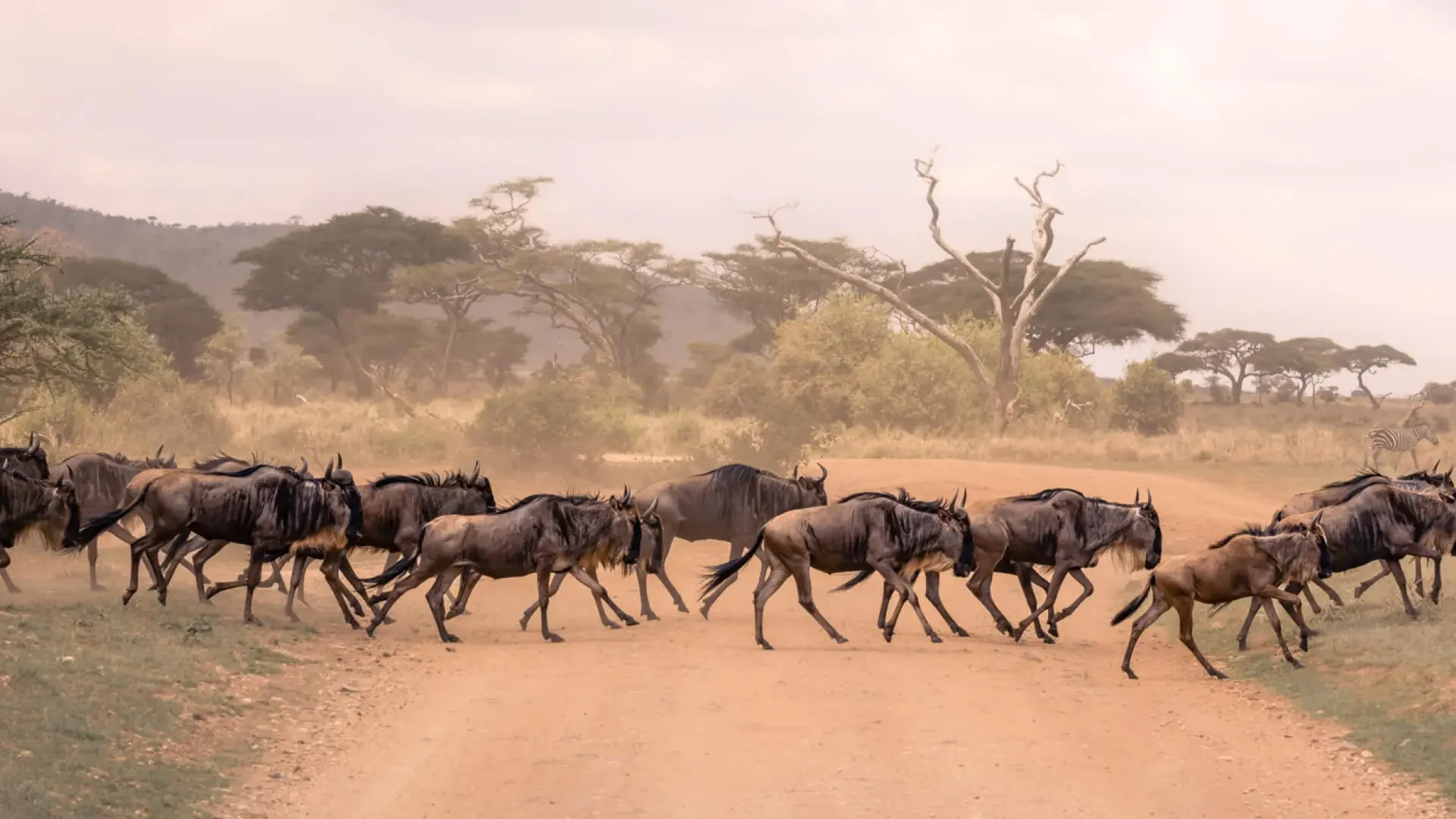 Wildebeest crossing a track in the Serengeti