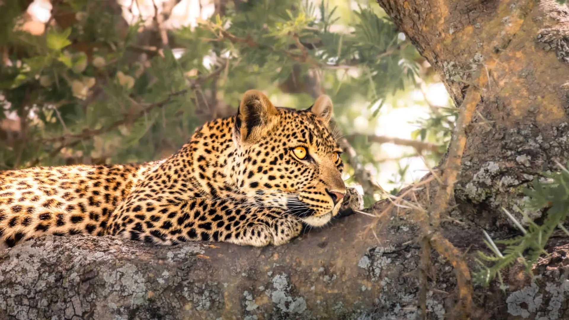 A leopard resting on a branch
