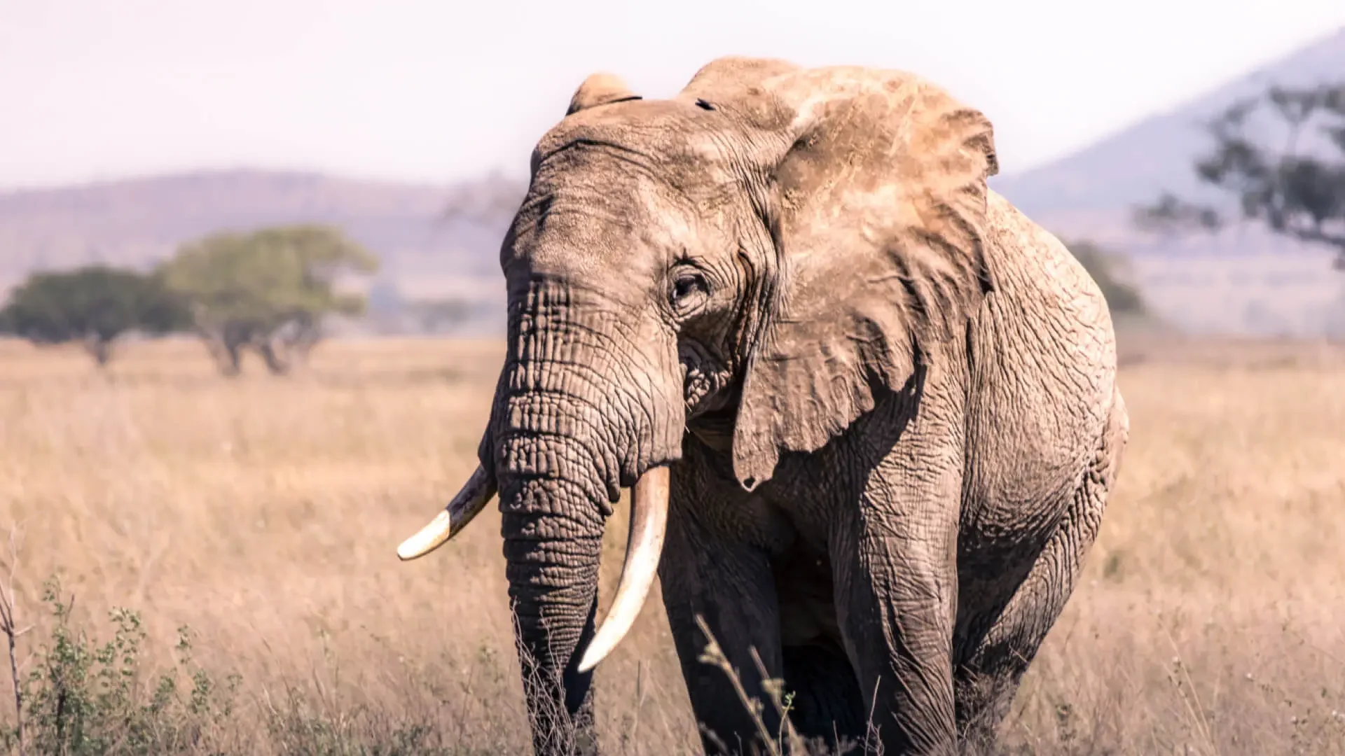An elephant bull on the plains