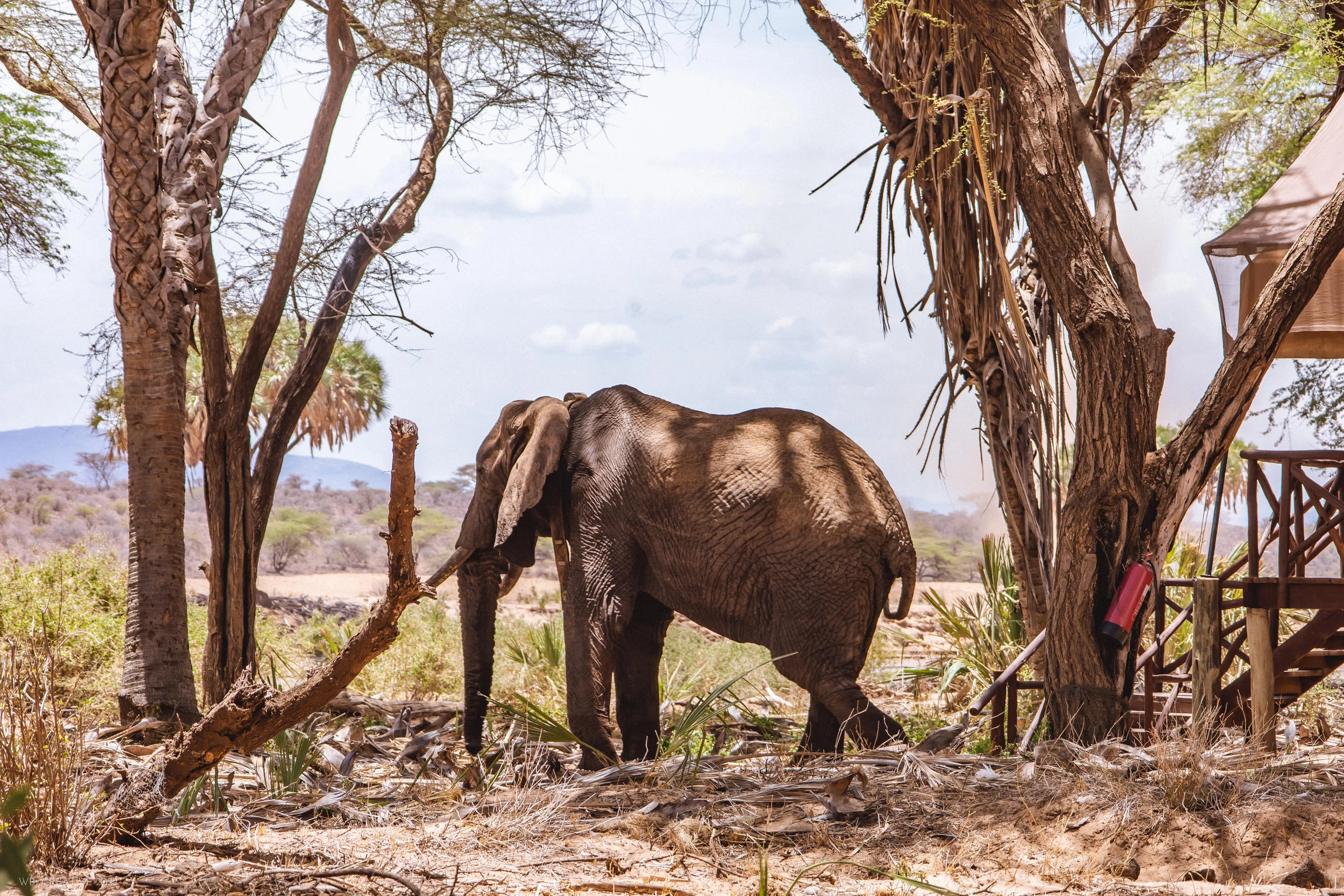 An elephant among the palms beside the camp