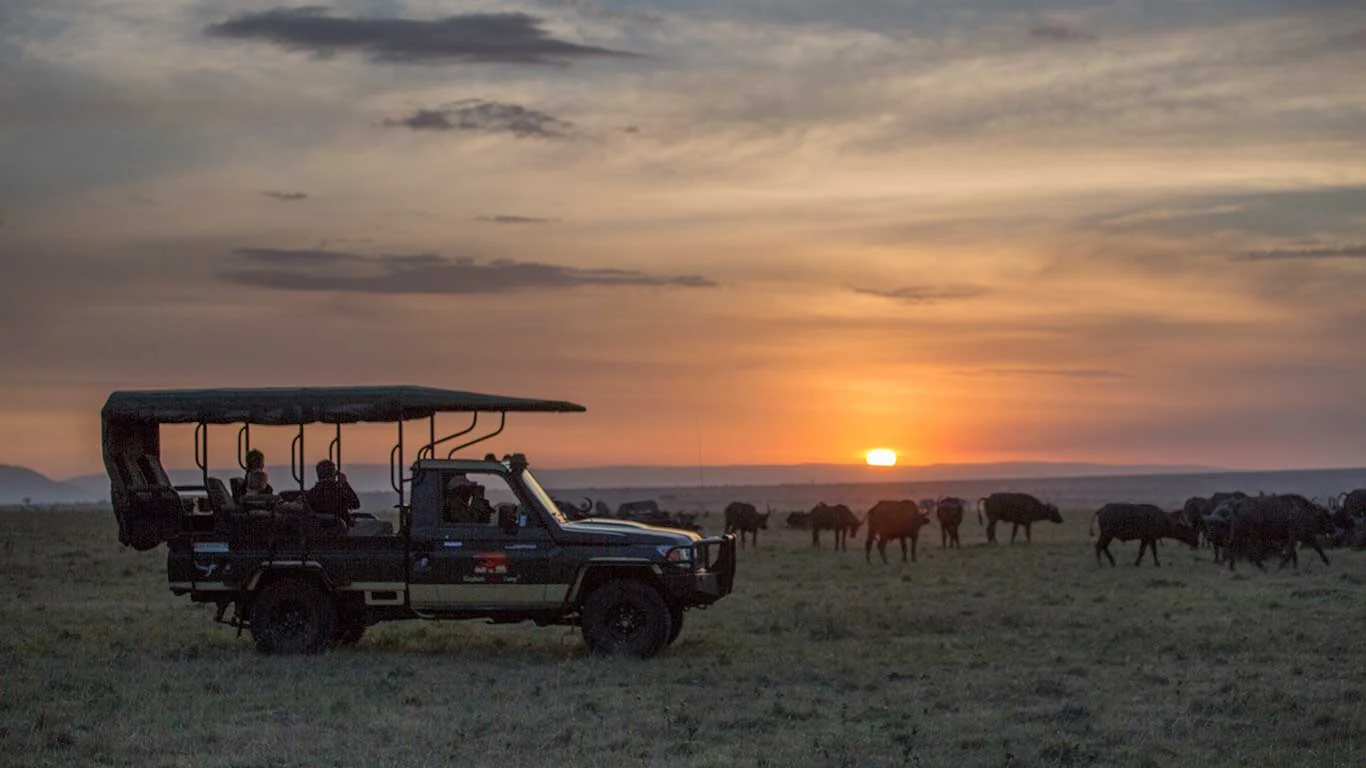 An open vehicle among buffalo at sunset