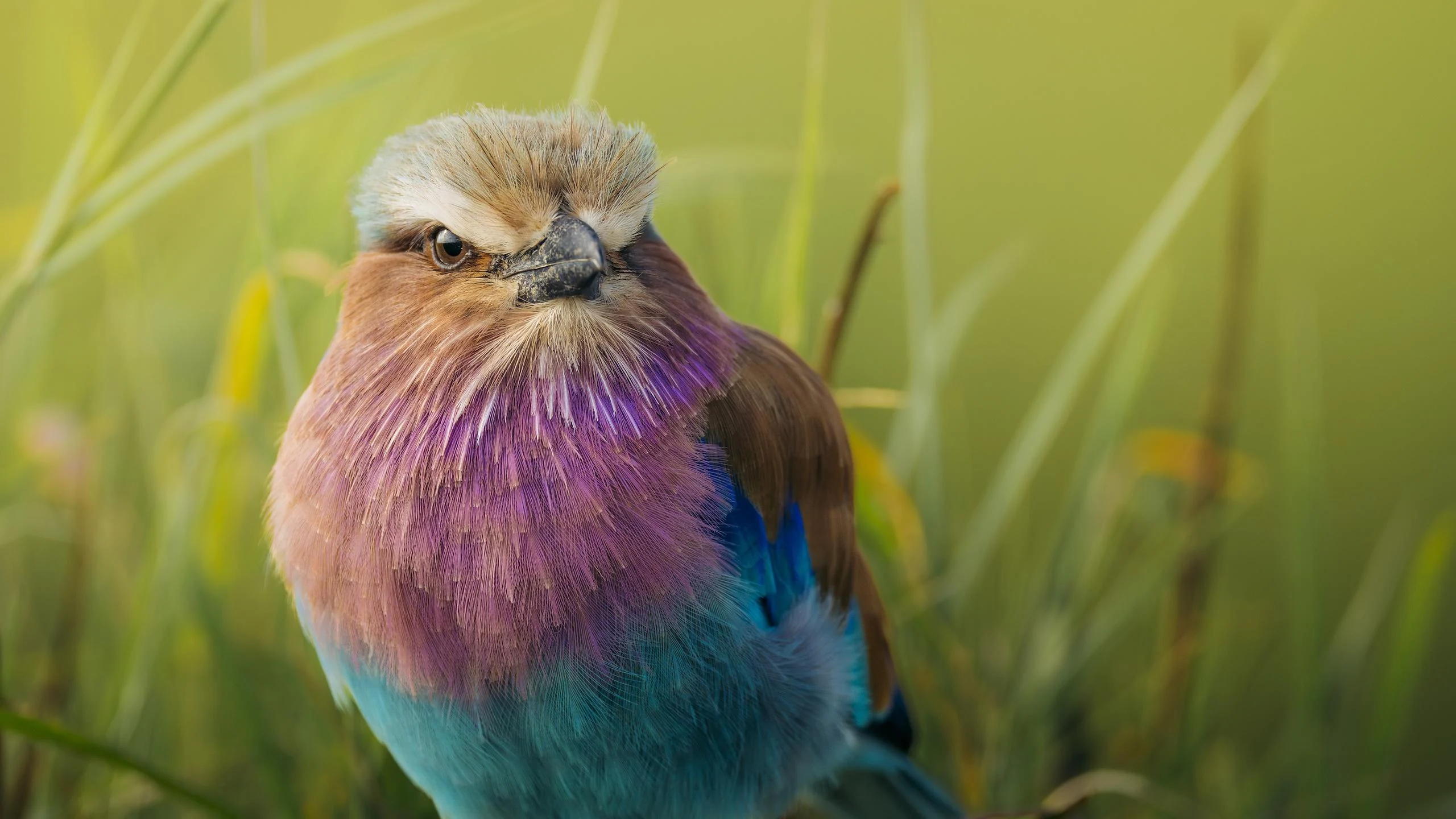 A lilac-breasted roller