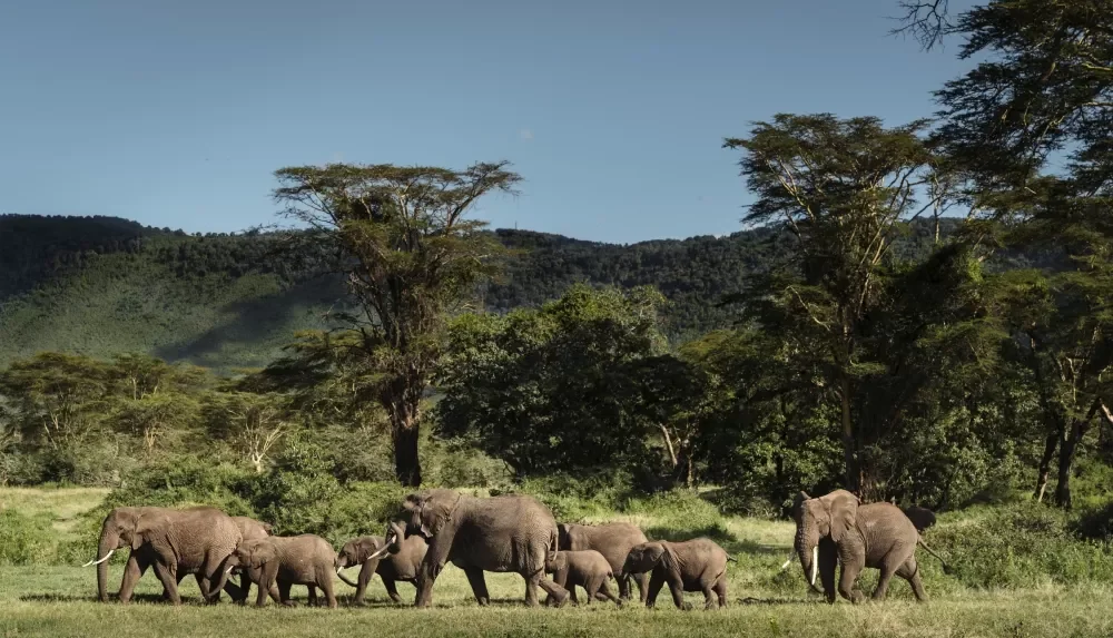 A herd of elephant in the forest on the crater rim