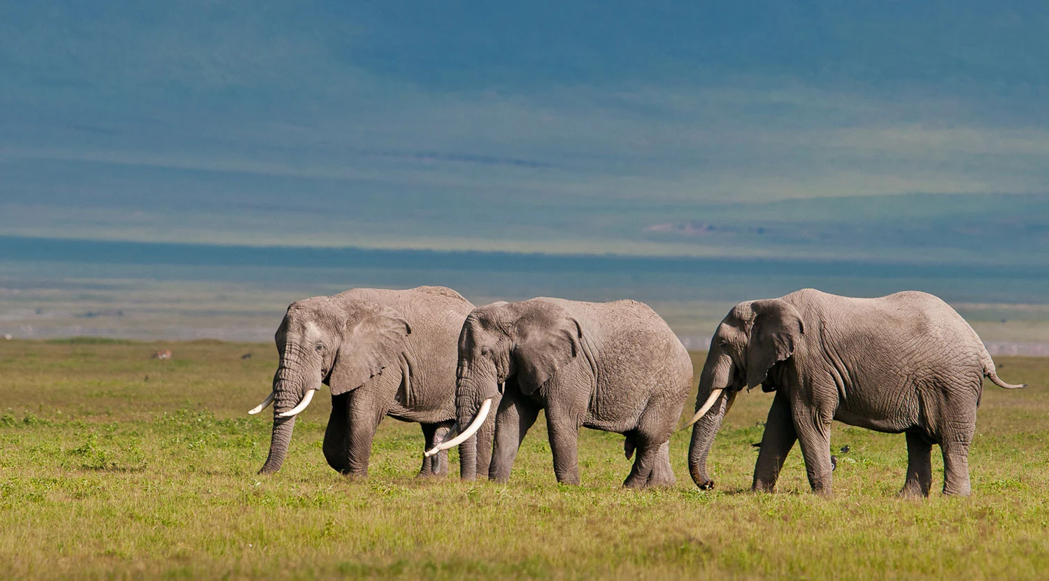 Three elephant walking across the crater floor