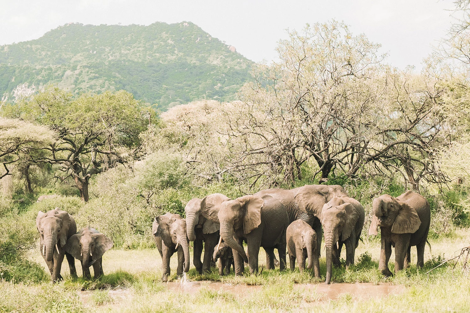 A family herd of elephant in the woodland
