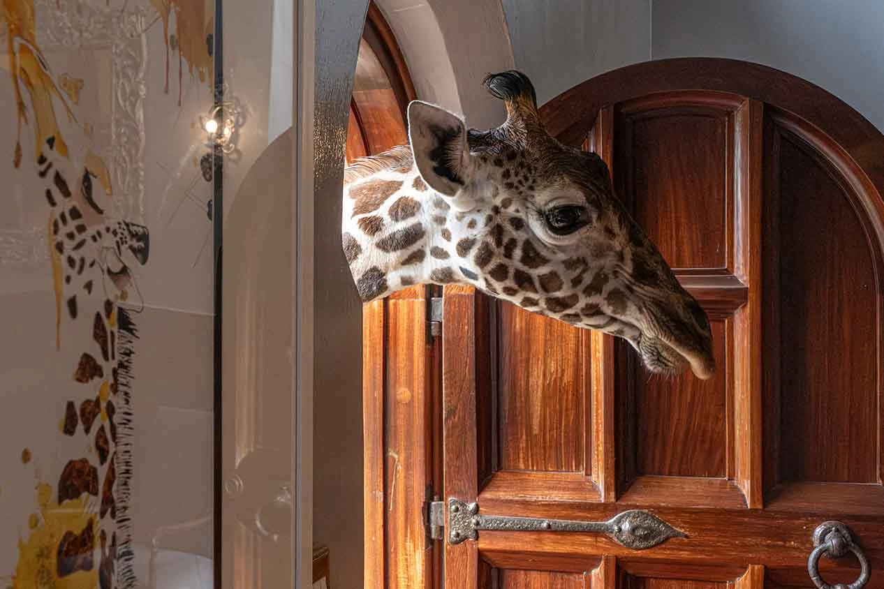 A giraffe's head through the open door of the manor