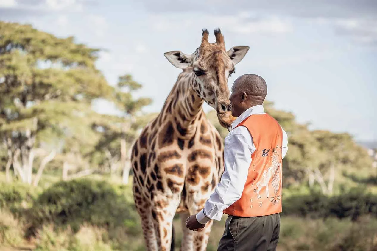 A giraffe beside a member of staff in an orange waistcoat on the lawn