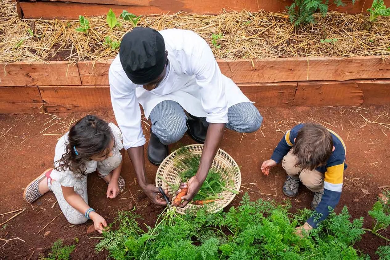 A gardener and two children picking carrots in a raised vegetable bed