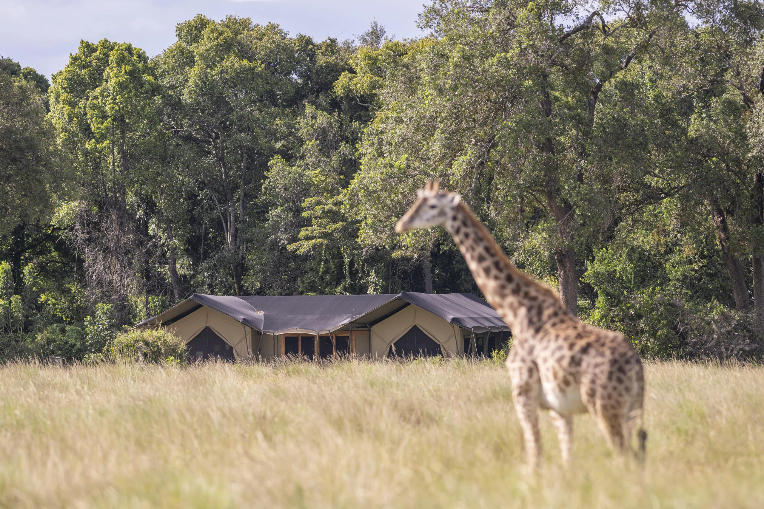 A giraffe in front of the tents