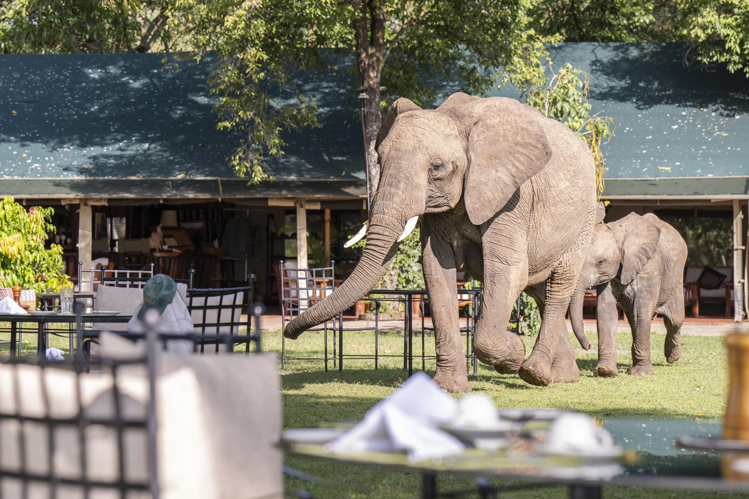 Elephant walking past the dining tent