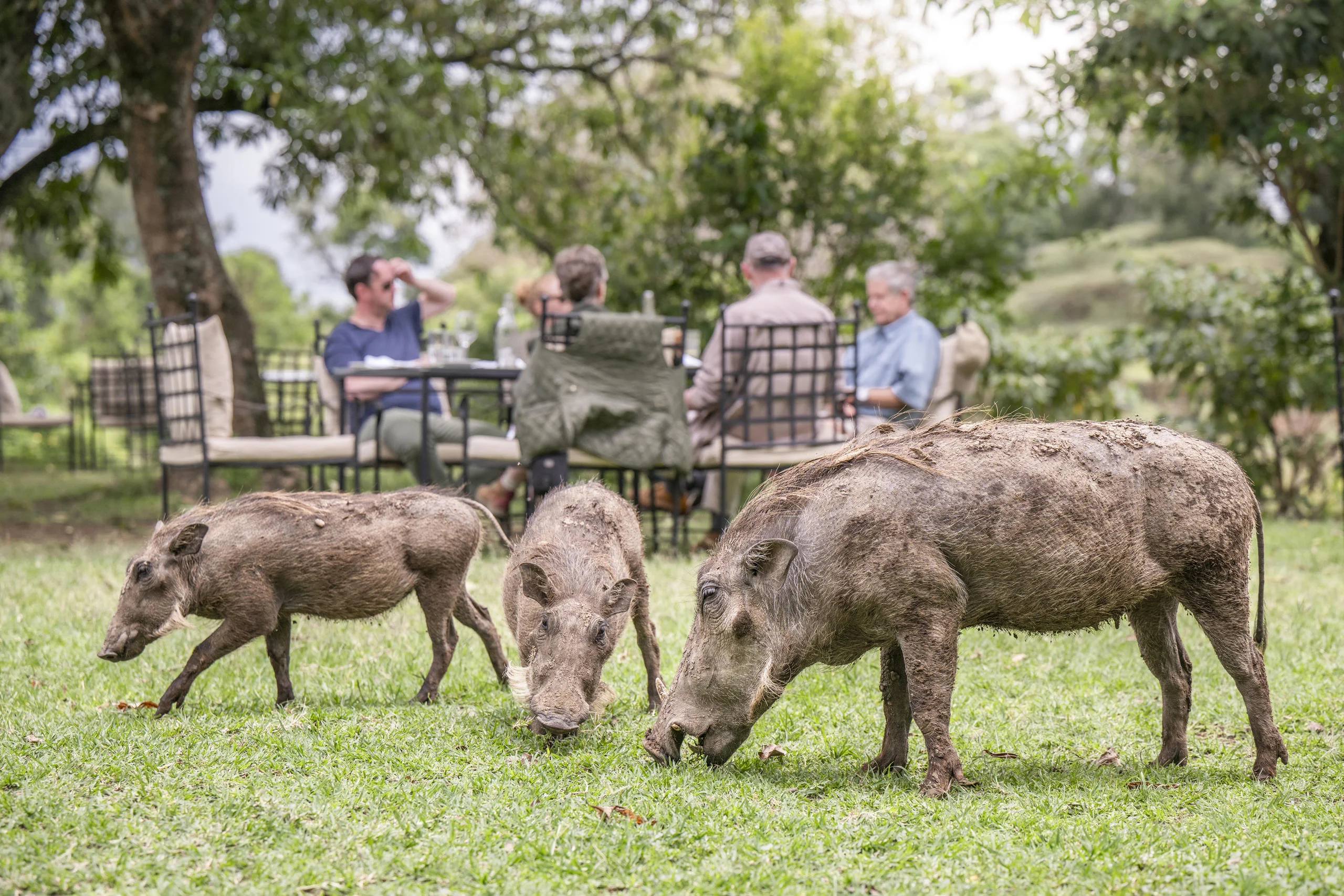 Warthog grazing beside guests at lunch