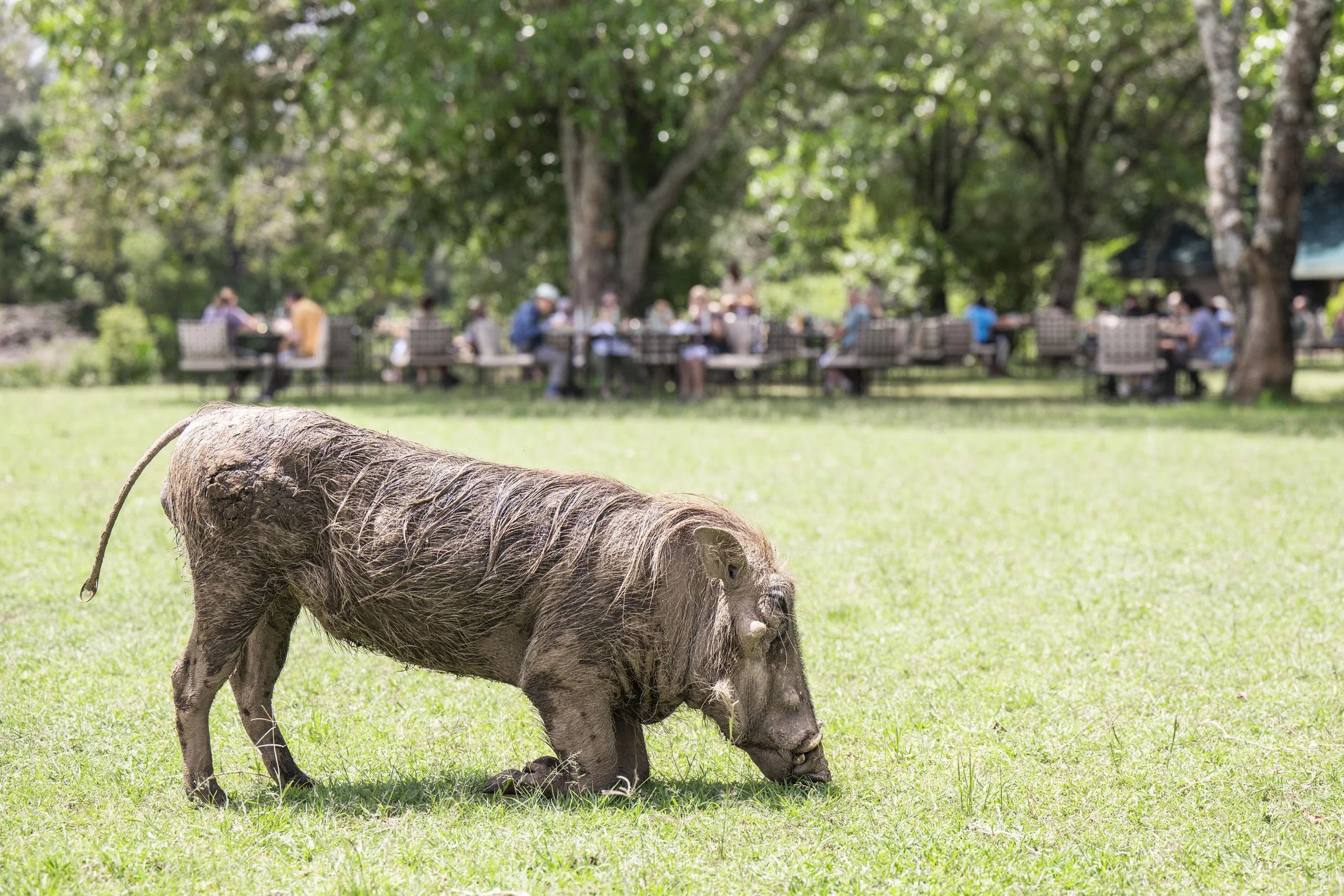 A warthog on the lawn with guests at lunch beyond
