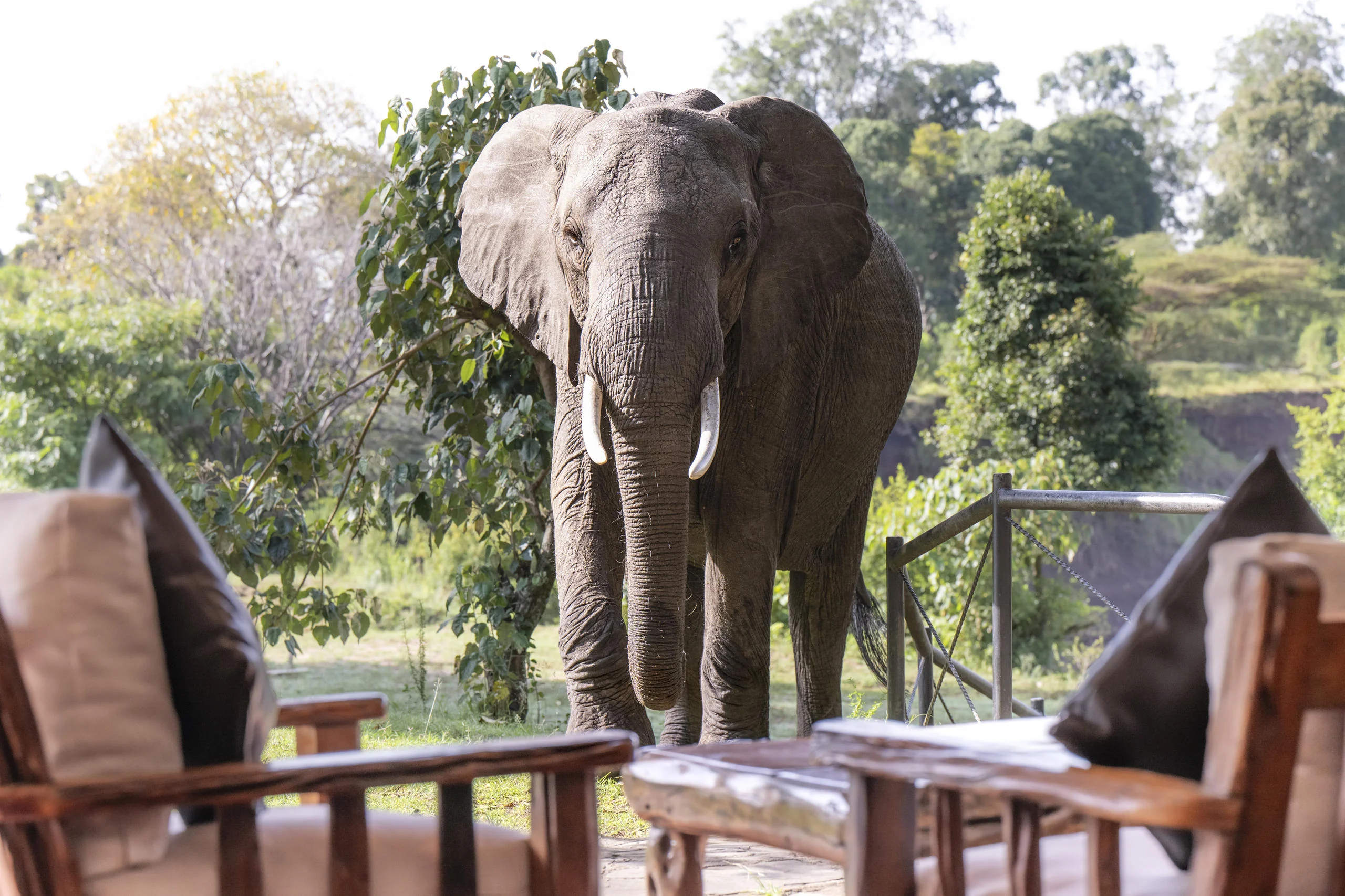 An elephant beside a tent deck