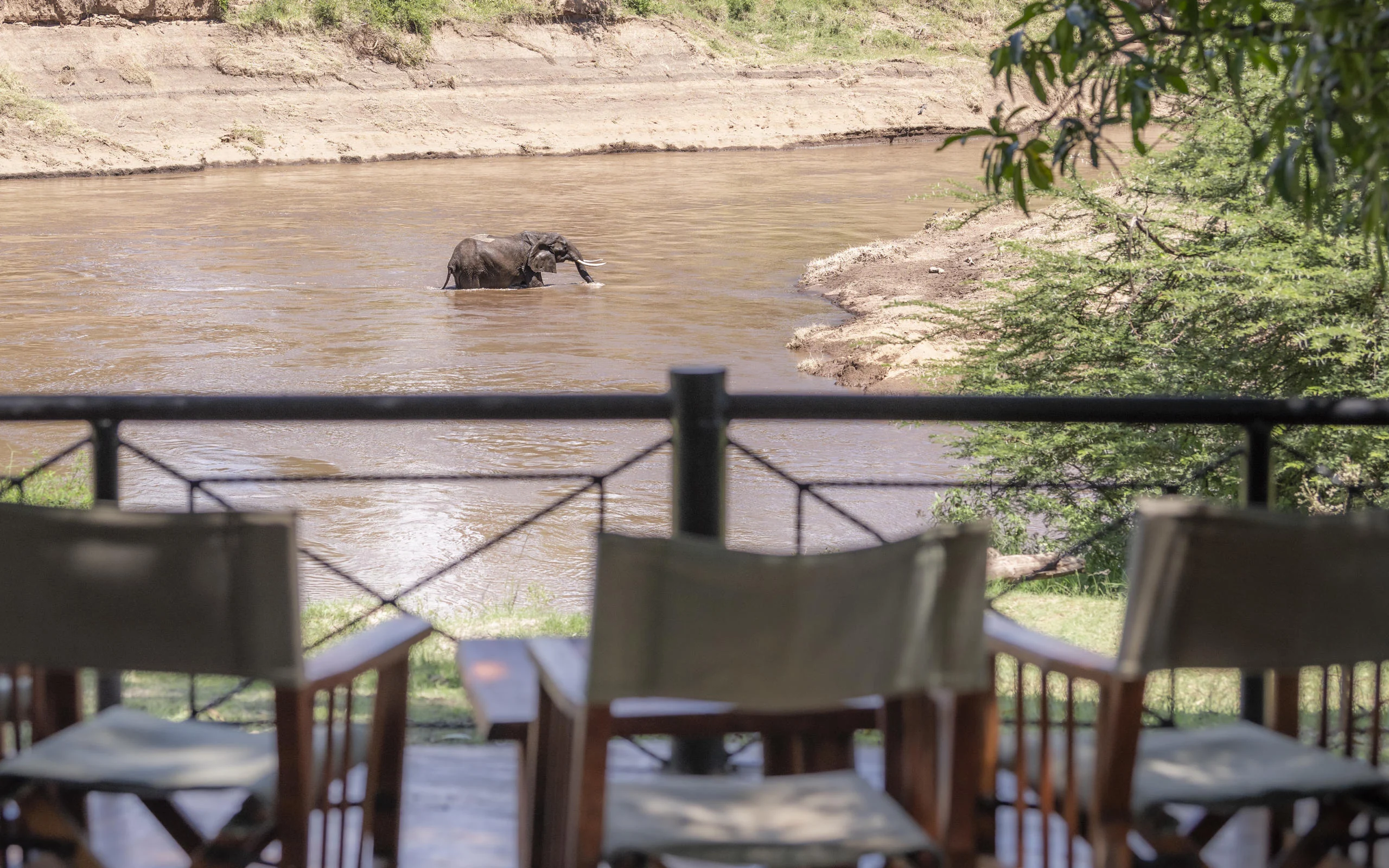 Chairs on a deck above the river with an elephant crossing