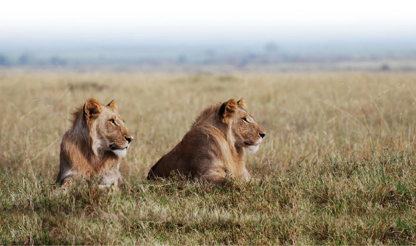 Two lionesses in the grass