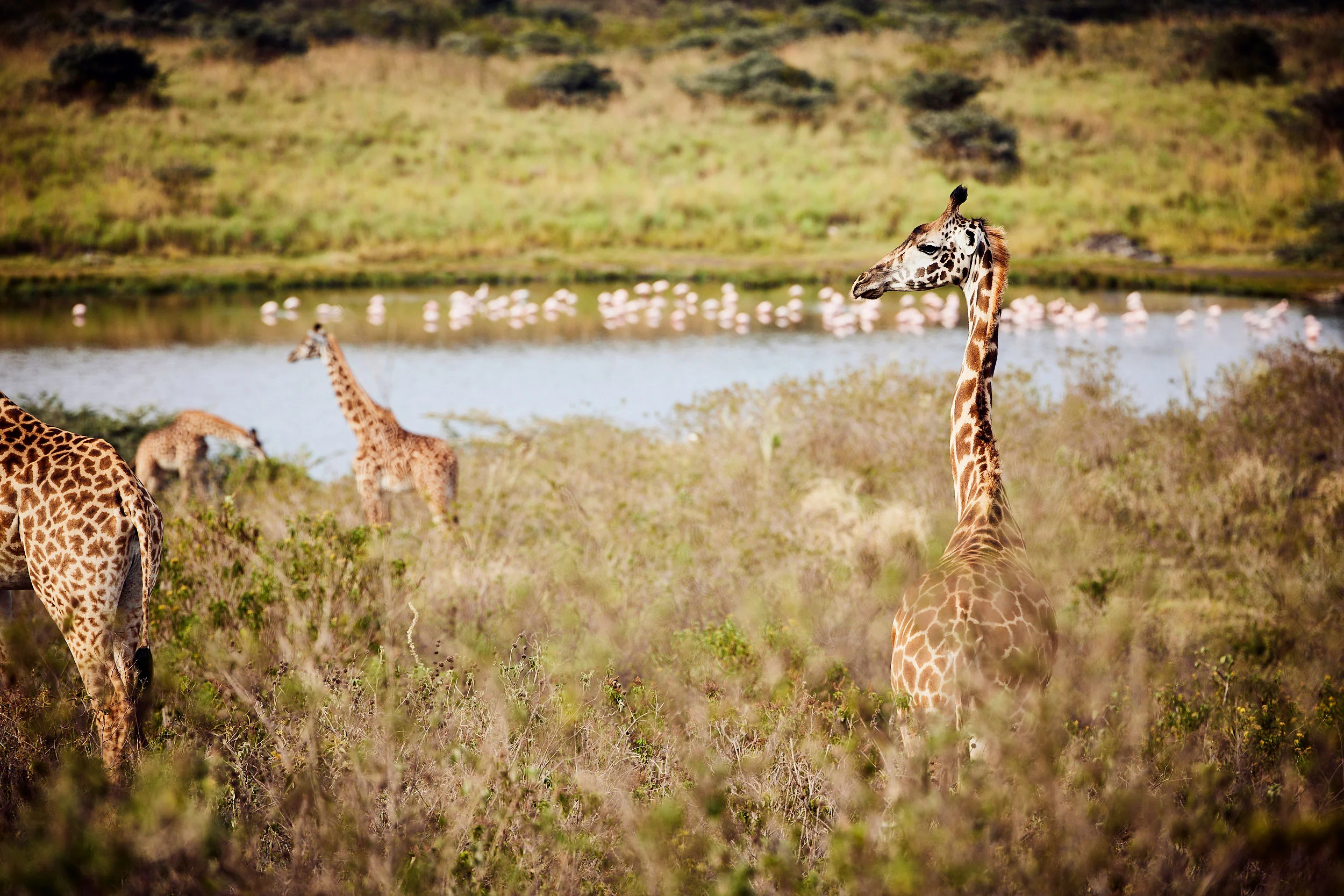 Giraffe on the shore of a lake with flamingo beyond
