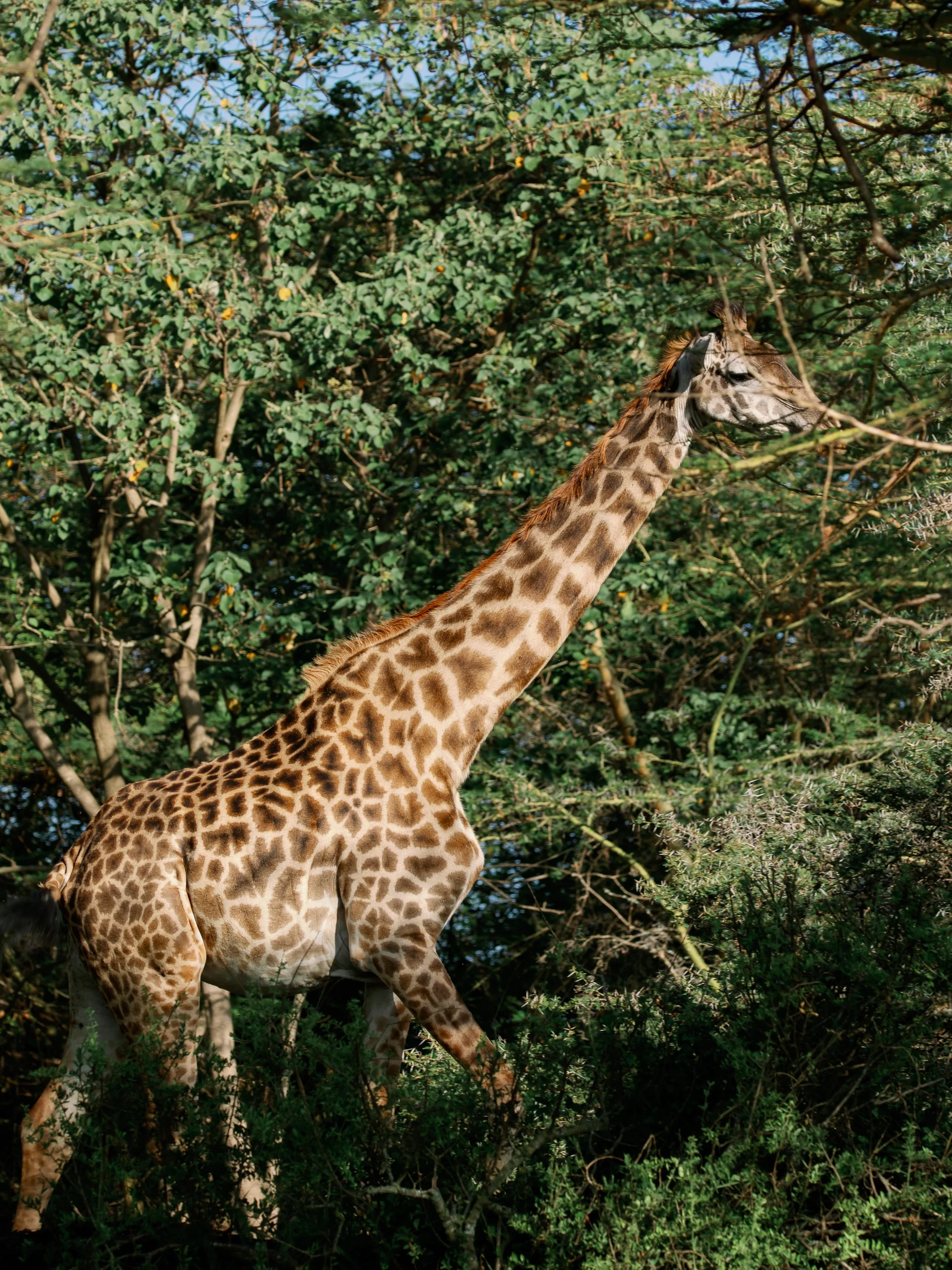 A giraffe among the acacia trees