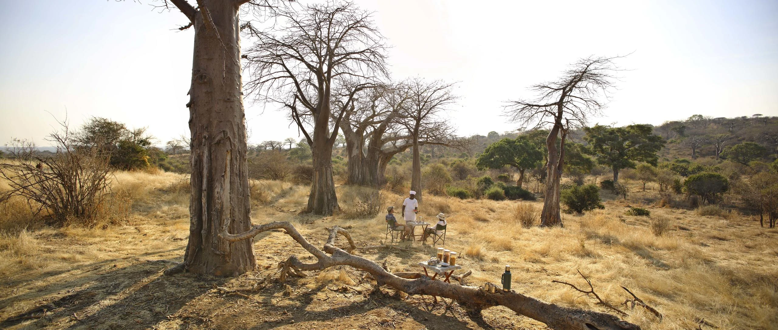Baobab trees in the dry woodland