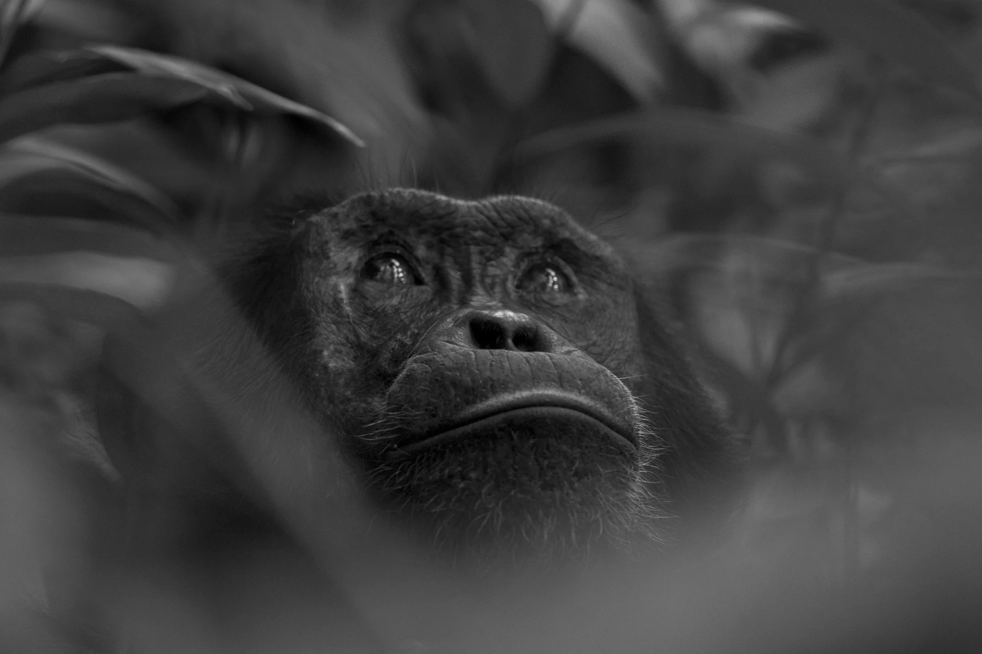 A chimpanzee among the leaves