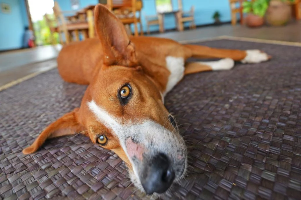 The lodge dog lying on a woven mat