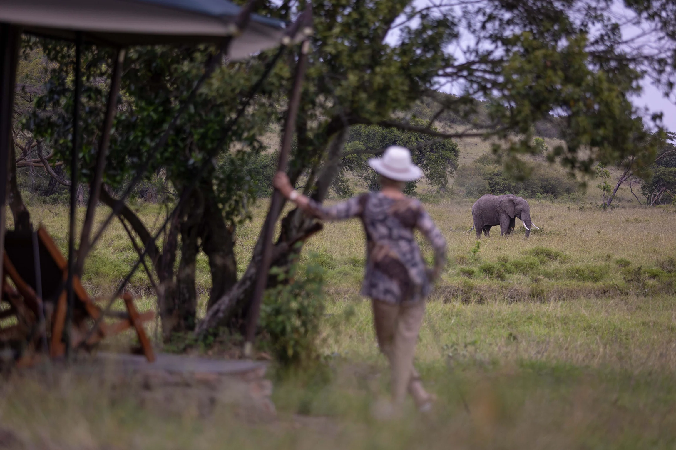 A guest on a walk with an elephant beyond