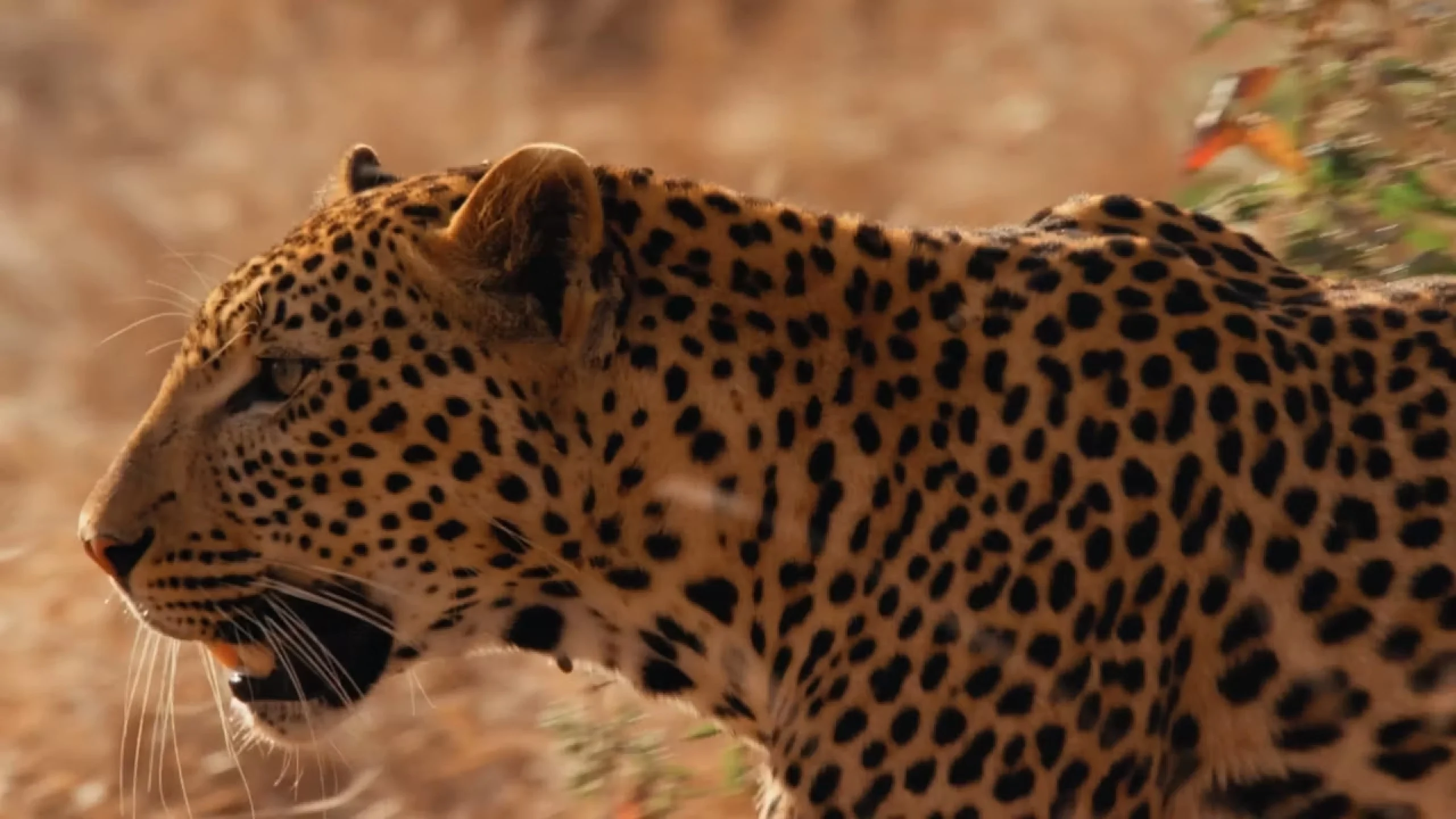 A leopard in profile