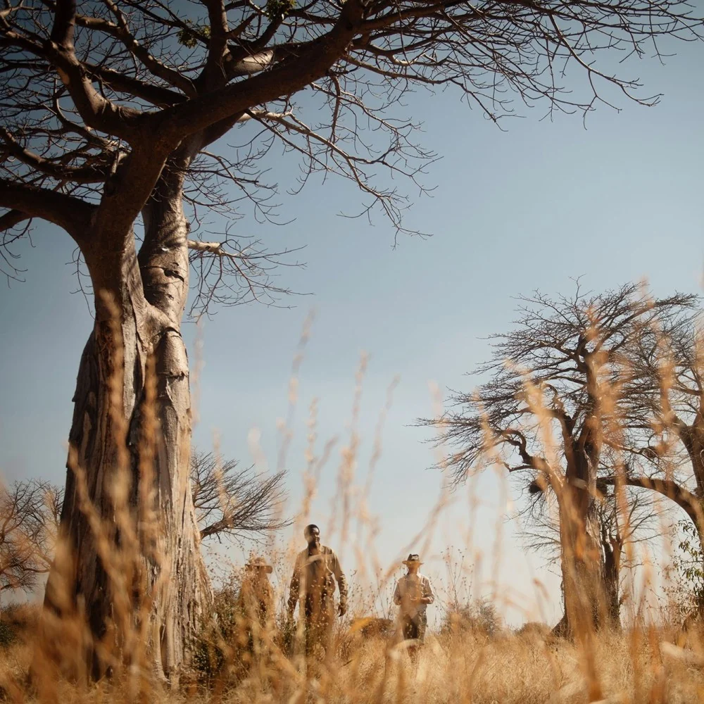 Baobabs in the dry riverbed woodland