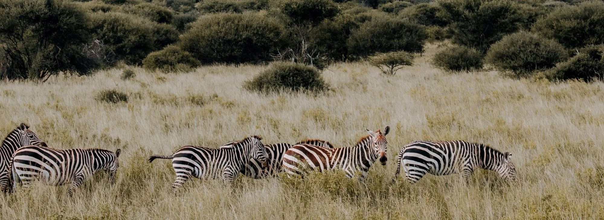 Zebra in the grass