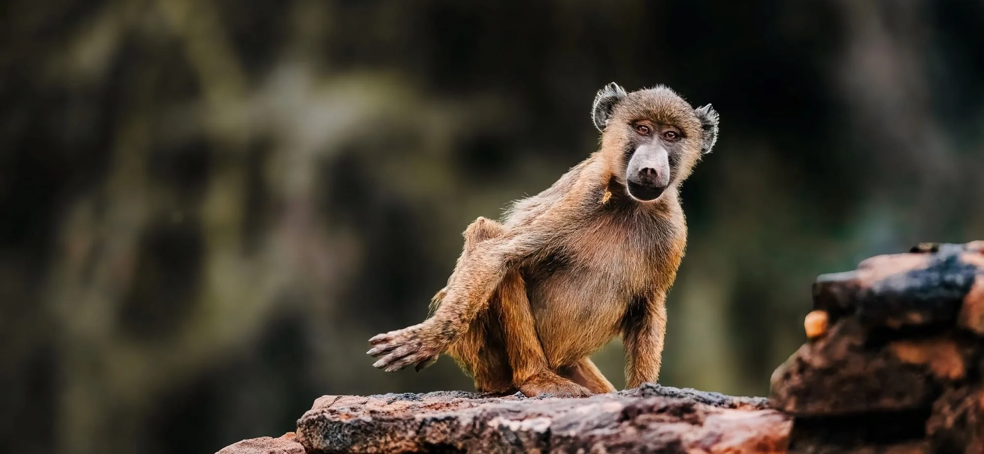 An olive baboon on a rock