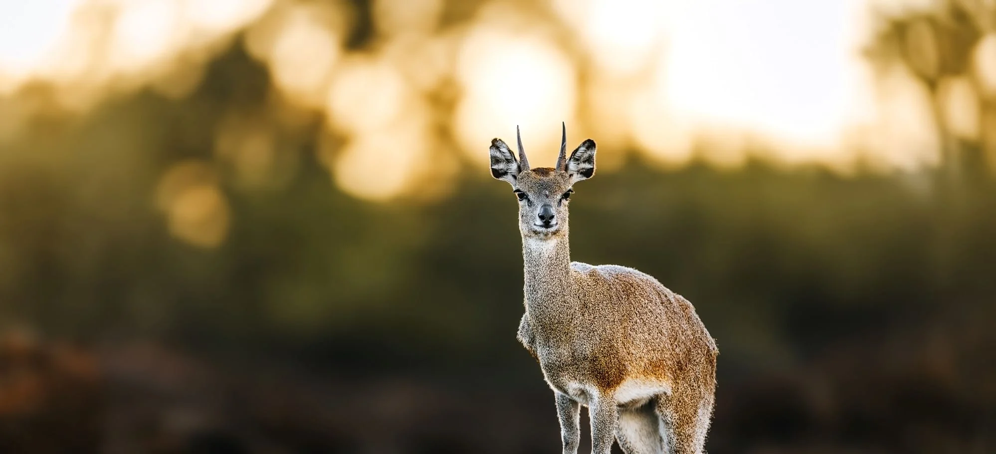 A klipspringer in evening light