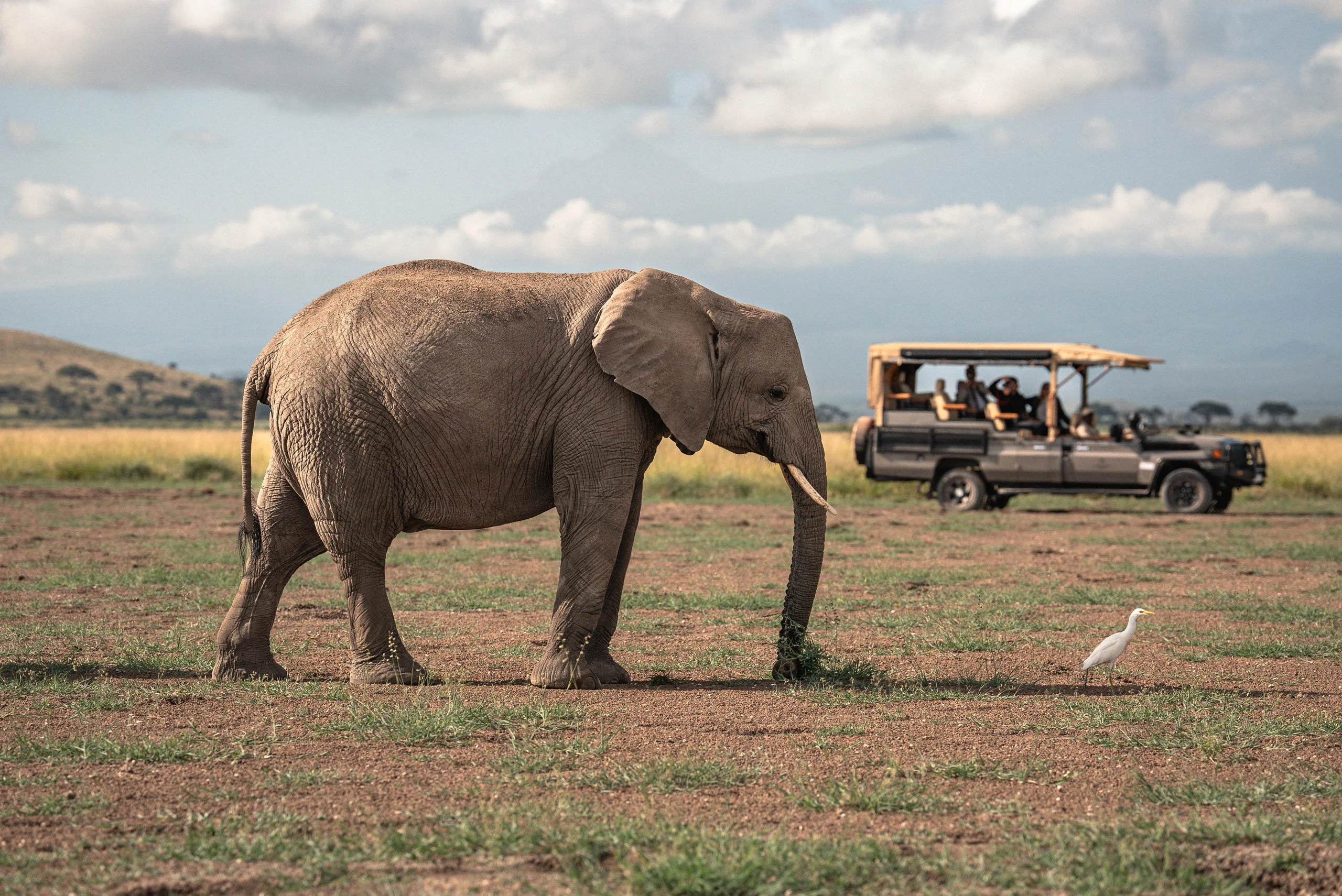 An elephant walking past a safari vehicle