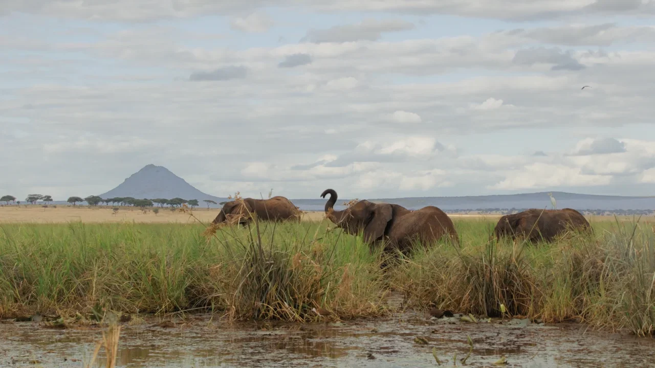 Elephant wading through the marsh with a mountain behind