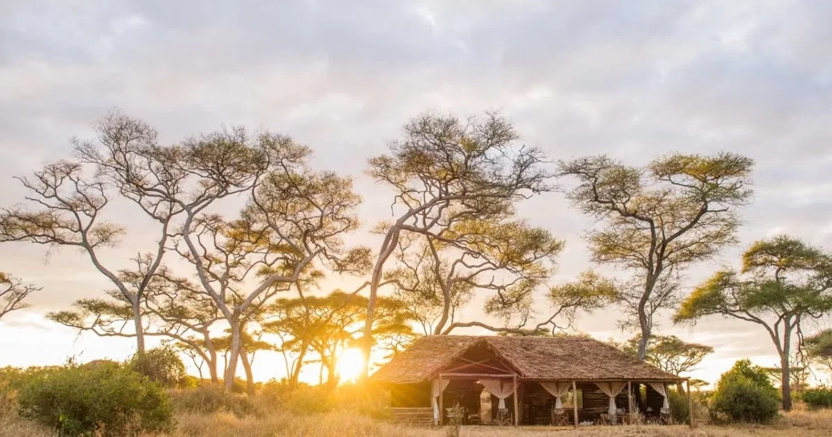 The camp among acacias at sunset