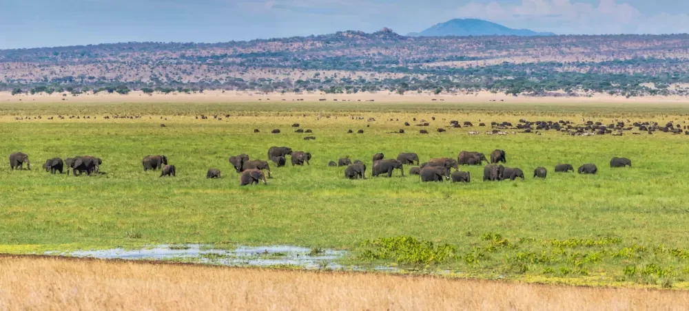 A herd of buffalo on the green plains below the hills